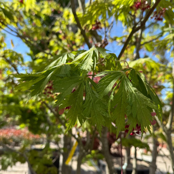 PRIMAVERA