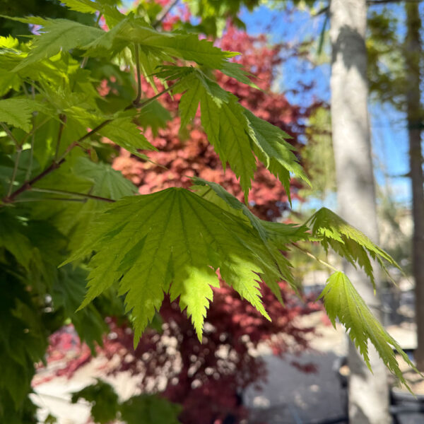 ACER JAPONICUM "VITIFOLIUM" - Imagen 2