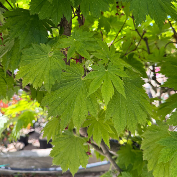 ACER JAPONICUM "VITIFOLIUM" - Imagen 3