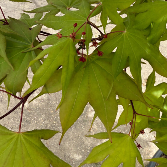 primavera