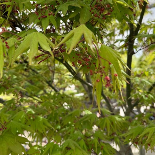 primavera