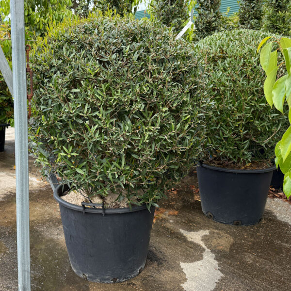 PHILLYREA ANGUSTIFOLIA - Imagen 2
