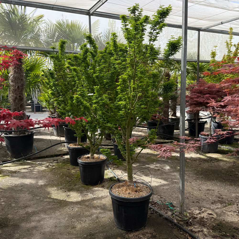 ACER PALMATUM "SHISHIGASHIRA" (Acer palmatum "Crispifolium") - Imagen 4