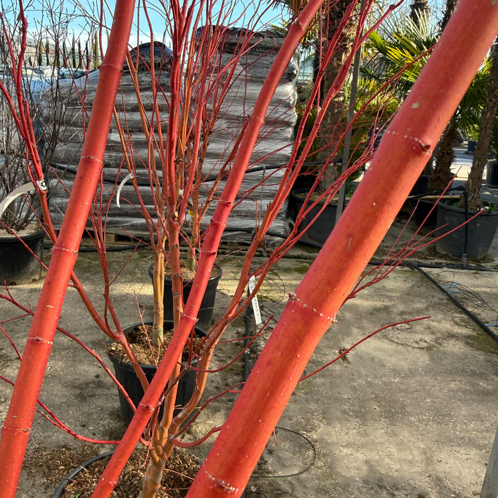 ACER PALMATUM "SANGO KAKU" - Imagen 2