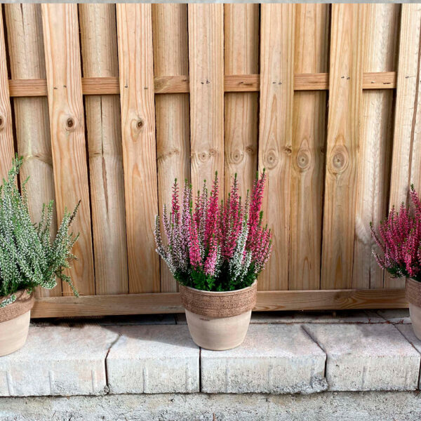 CALLUNA VULGARIS - Imagen 2