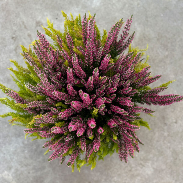 CALLUNA VULGARIS