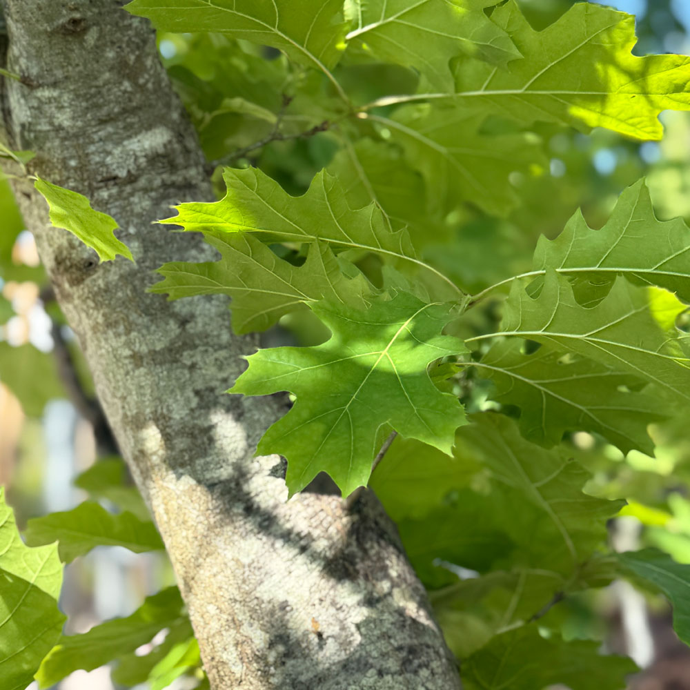 QUERCUS RUBRA (Roble rojo americano) - Imagen 2