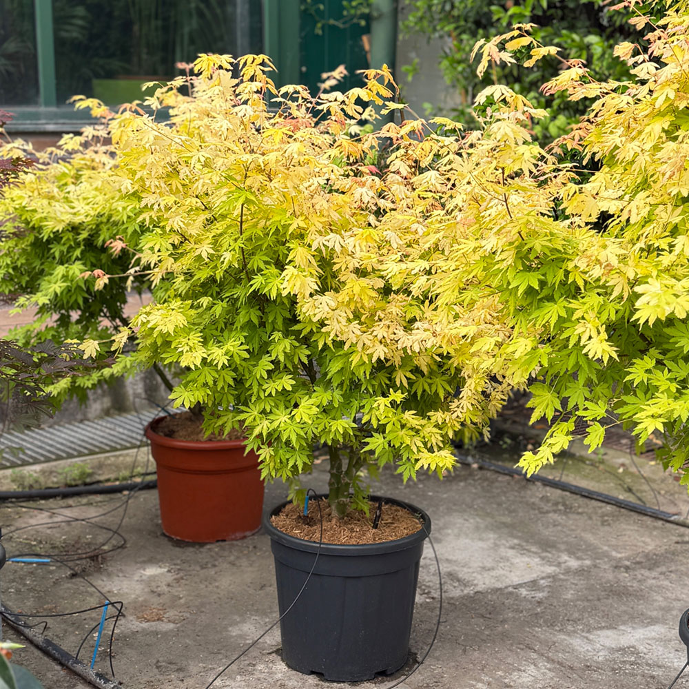 ACER PALMATUM "ORANGE DREAM"